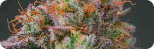 Indica