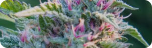 Sativa