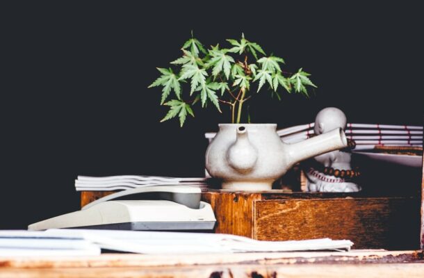 Where Does Hhc Come From? 4 Cannabis Plant | Indacloud