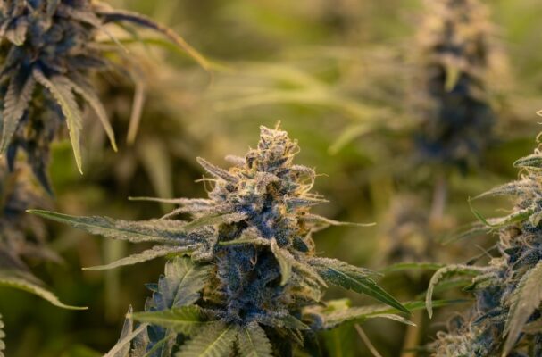 Where Does Hhc Come From? 6 Hhc Gummies | Indacloud