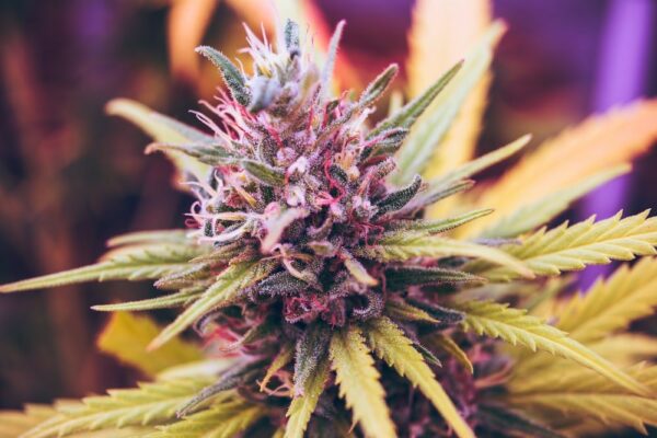 Does Hhc Get You High? Effects, Safety, Legality 6 Blog6