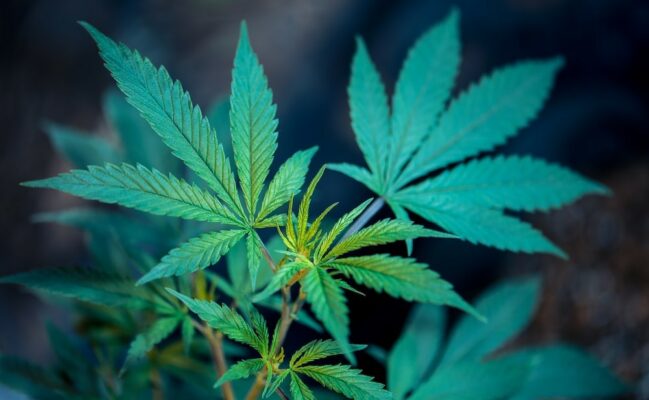 Does Hhc Get You High? Effects, Safety, Legality 7 Fgdfgdf