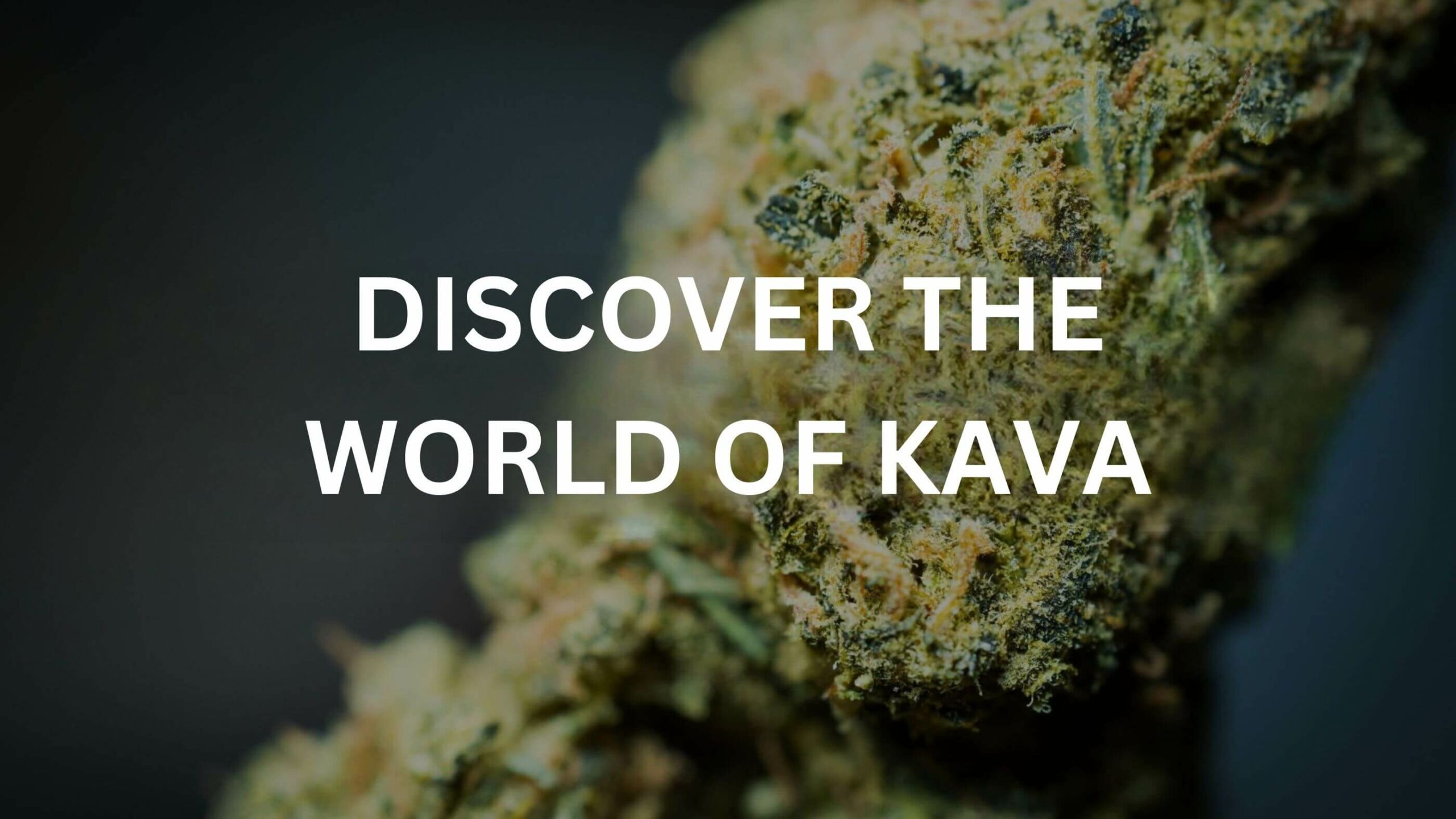 Discover the World of Kava