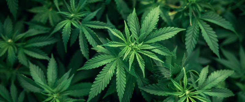 Can Delta 8 Be Mixed with Other Cannabinoids: Can Be Combined Safely?