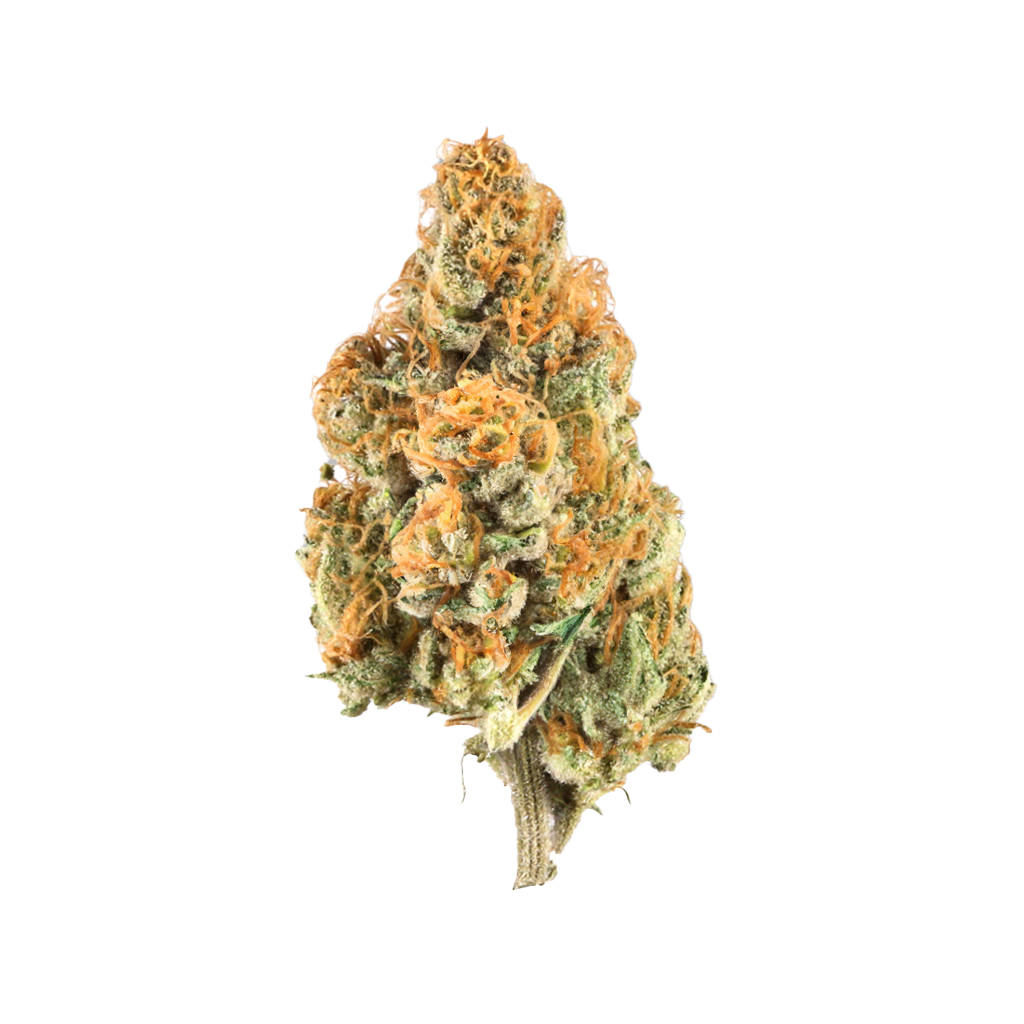 OG Glue