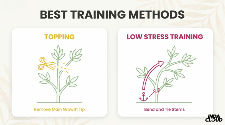 Best Alien Og Growing Methods Showing Topping And Low Stress Training Techniques For Better Plant Structure And Yield