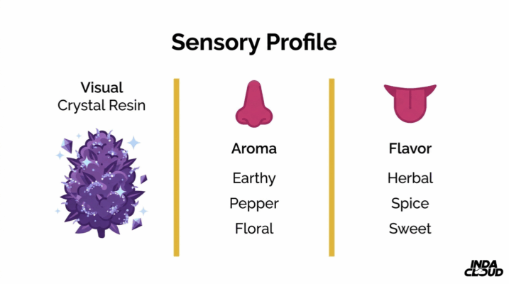 Aurora Indica Sensory Profile Infographic Showing Crystal Resin Appearance, Earthy Pepper Floral Aroma, And Herbal Spicy Sweet Flavor