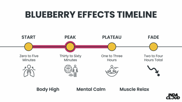 Blueberry Strain: Info, Effects, &Amp; More 8 Blueberry Effects Timeline Infographic Showing Start, Peak, Plateau, And Fade Stages With Body High, Mental Calm, And Muscle Relaxation