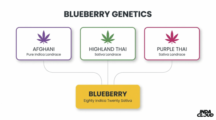 Blueberry Strain: Info, Effects, &Amp; More 6 Blueberry Strain Genetics Chart Showing Afghani, Highland Thai, And Purple Thai Lineage Creating The Blueberry Hybrid Strain
