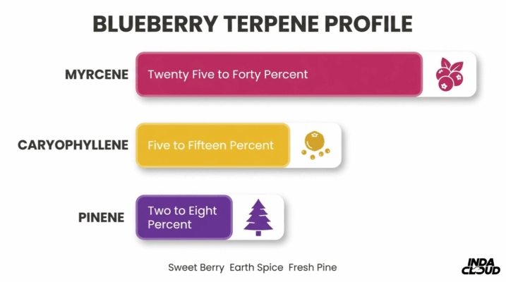 Blueberry Strain: Info, Effects, &Amp; More 7 Blueberry Terpene Profile Chart Highlighting Myrcene, Caryophyllene, And Pinene With Sweet Berry, Earth Spice, And Fresh Pine Flavor Notes