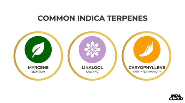 Common Indica Terpenes Infographic Showing Myrcene For Sedation, Linalool For Calming, And Caryophyllene For Anti Inflammatory Effects