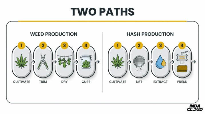 Hash Vs Weed: What'S The Difference? 6 Weed Production And Hash Production Process Comparison Showing Cultivate, Trim, Dry, Cure For Weed And Cultivate, Sift, Extract, Press For Hash