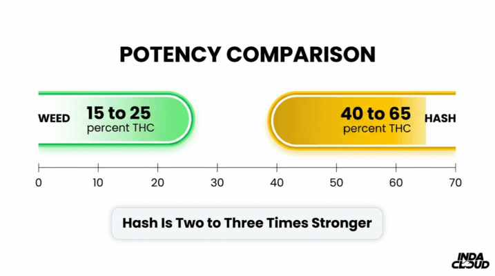 Hash Vs Weed: What'S The Difference? 8 Thc Potency Comparison Chart Showing Weed At Fifteen To Twenty Five Percent Thc And Hash At Forty To Sixty Five Percent Thc