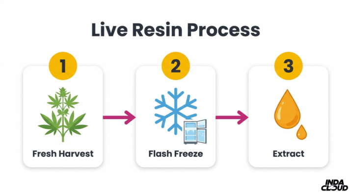 Live Resin Vs Distillate Cart: Which Is Best? 6 Live Resin Extraction Process Showing Fresh Harvest, Flash Freeze, And Extract Steps To Preserve Terpene Profile