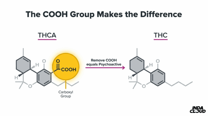 Understanding Thca: Benefits, Uses, &Amp; Legality 6 Thca Vs Thc Chemical Structure Comparison Showing The Cooh Carboxyl Group That Makes Thca Non Psychoactive Until Removed