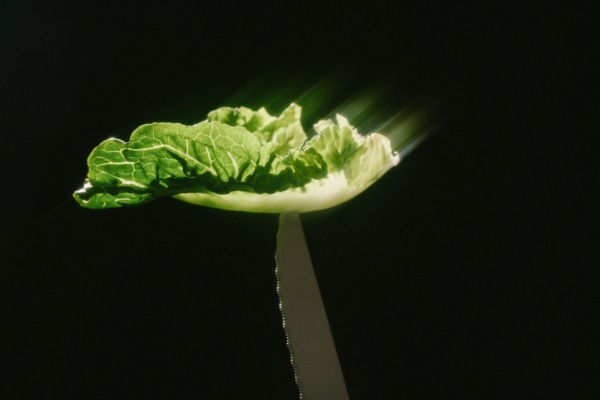 Image Of Glowing Lettuce Muchroom Like Organic Macro