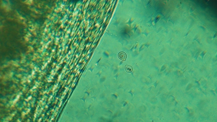 Image Of Microscopic Green Texture 